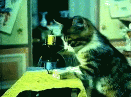Cat Sewing Cat GIF - Cat Sewing Cat Kitten GIFs