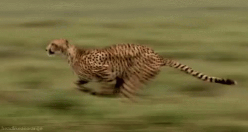 Speed GIF - Speed Running Cheetah GIFs