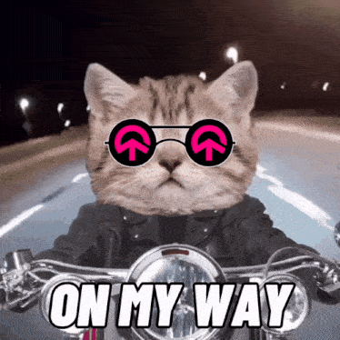 On My Way On My Way Gif GIF - On My Way On My Way Gif Cat GIFs