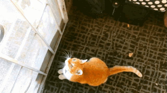 Jumping Cat Cat Orange GIF - Jumping Cat Cat Orange Kitty GIFs