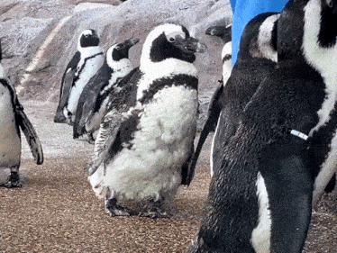 a group of black and white penguins standing next to each other on gravel