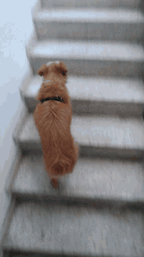 a dog is walking down a set of stairs with a blurry background