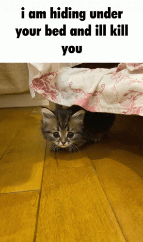 Cat Bed Monster GIF - Cat Bed Monster GIFs