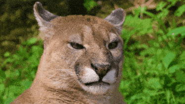 a close up of a mountain lion 's face looking at the camera