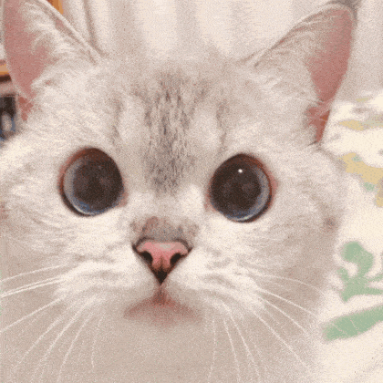 a close up of a cat 's face with a surprised look on its face