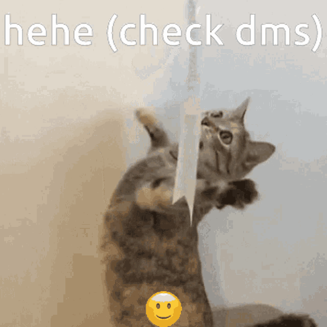 a cat is playing with a piece of paper that says check dms on it