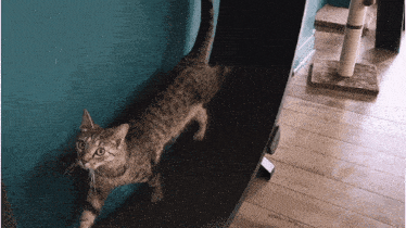 Cat Tabby GIF - Cat Tabby Exercise Wheel GIFs