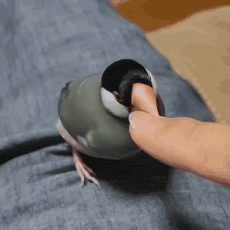 a person is petting a small bird on a person 's knee .