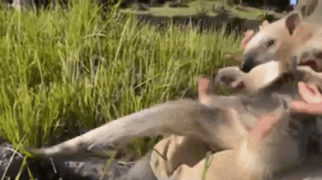 a dog is laying on a person 's lap in a field of tall grass .