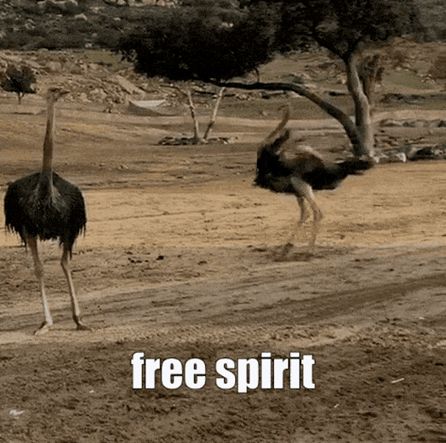 Ostrich Freespirit GIF - Ostrich Freespirit GIFs