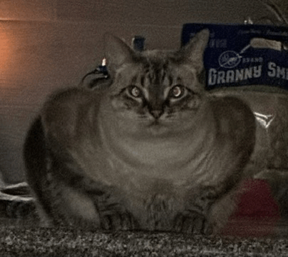 Fat Cat Fat Ass GIF - Fat Cat Fat Ass Fatty GIFs