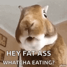 a close up of a squirrel 's face with a caption that says `` hey fat ass whatcha eating '' .