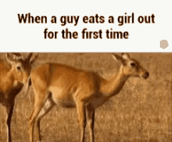 Deer Licking GIF