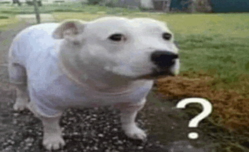 a white dog wearing a white shirt is standing on a gravel road with a question mark .