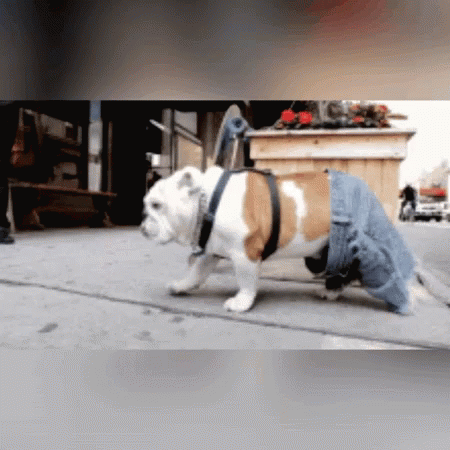Adrenalina Dog GIF - Adrenalina Dog Jeans GIFs