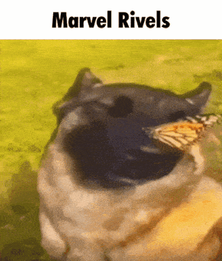 a dog is holding a butterfly in its mouth with the words marvel rivals above it .