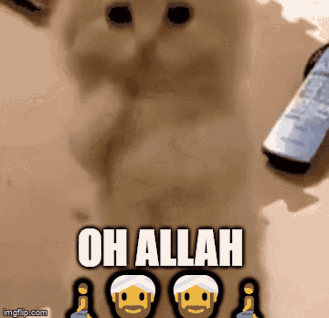 Oh Allah GIF - Oh Allah Cat GIFs