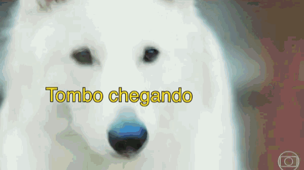 a white dog with the words tombo chegando in yellow letters