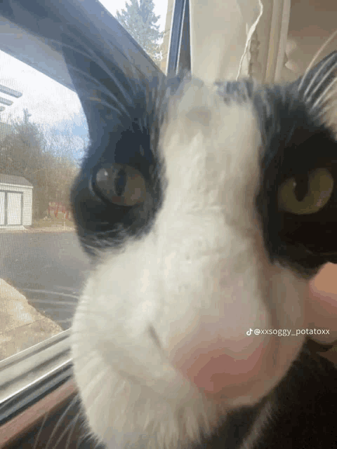 a black and white cat looks out a window