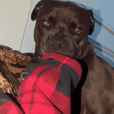 a close up of a dog chewing on a red and black plaid blanket