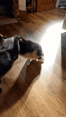 two cats are playing with each other on the floor