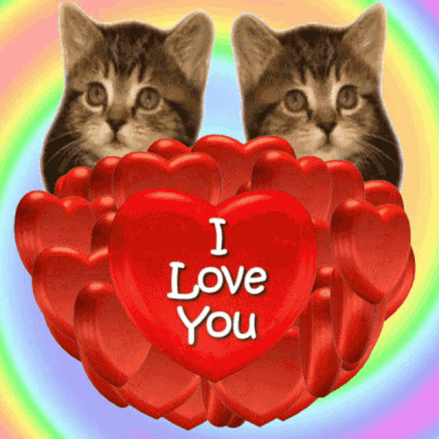 two kittens are sitting in a pile of red hearts that say " i love you "