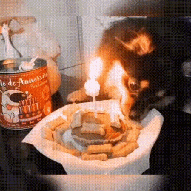 a dog looks at a birthday cake with candles and a can that says les de anniversaire