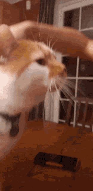a close up of a cat 's face with a cell phone in the foreground