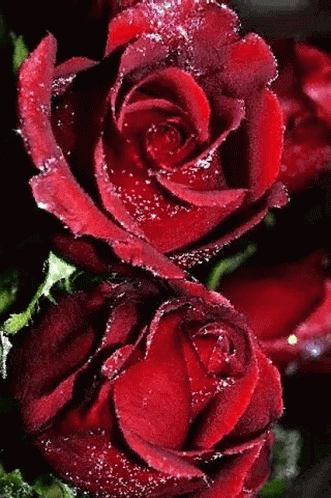 Red Rose571 Red Rose75 GIF - Red Rose571 Red Rose75 Rose75 GIFs