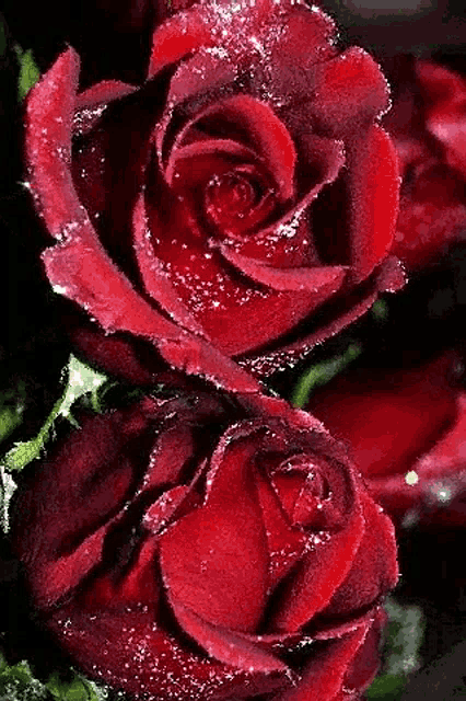 two red roses with water drops on them are sitting next to each other on a table .