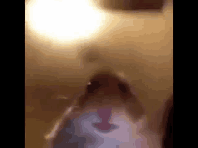 a close up of a hamster 's face in a room .