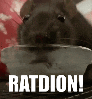 a close up of a rat drinking from a bowl with the words ratdion in the corner .