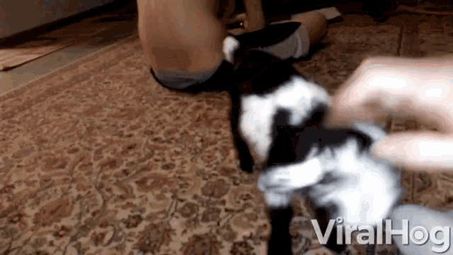 Petting Cute Animal GIF - Petting Cute Animal Baby Goat GIFs