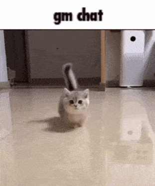 a small kitten is walking on a marble floor in a room .