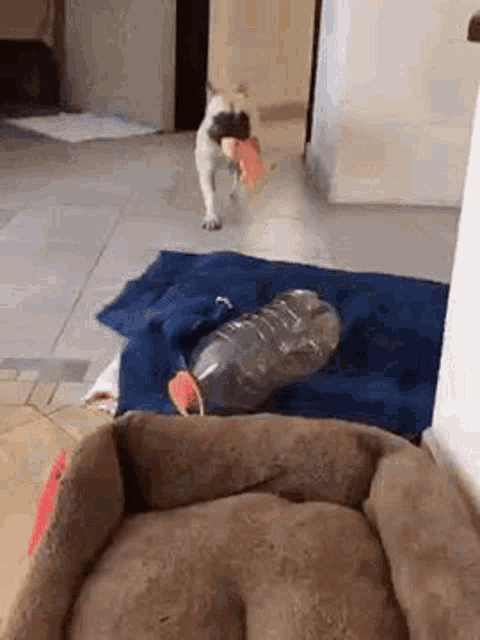 a dog is playing with a toy next to a bottle .