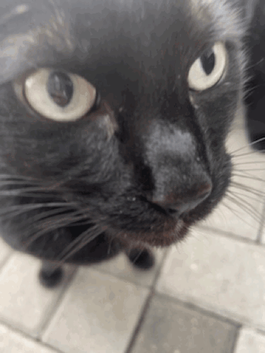 Cat Cat Sniff GIF - Cat Cat Sniff Ugly Cat GIFs