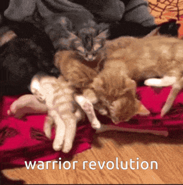 a group of kittens are laying on a red pillow with the words warrior revolution below them