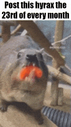 a picture of a squirrel with a red object in its mouth with the caption post this hyrax the 23rd of every month