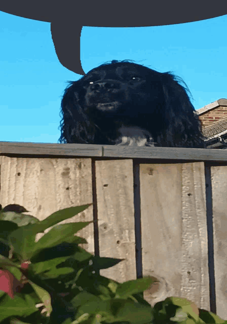 a black dog looking over a wooden fence with a speech bubble above it
