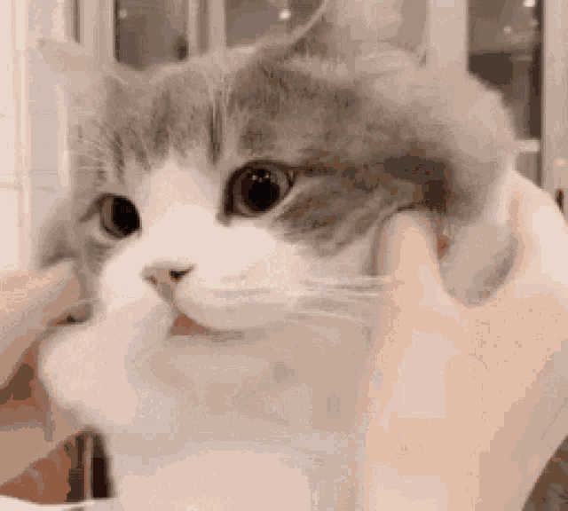 a person is holding a cat 's head in their hands and looking at the camera .