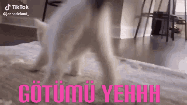 a dog is walking on a rug with the words gotumu yehhh on the bottom