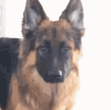 a close up of a german shepherd 's face looking at the camera .