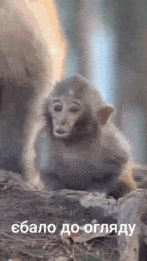 a baby monkey is sitting on a rock with a caption in russian .