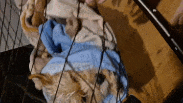 a dog is laying in a cage with a blue blanket on its head .