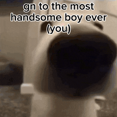 a picture of a dog with a caption that says gn to the most handsome boy ever ( you ) .