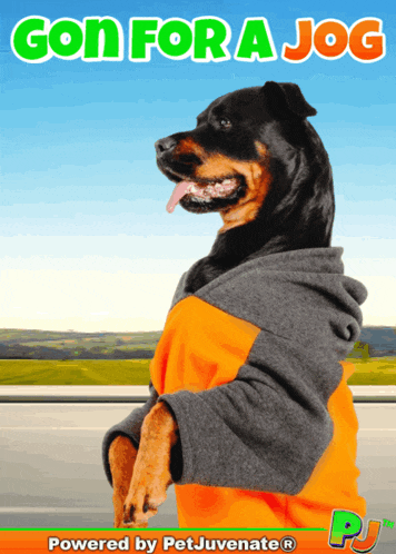 a picture of a dog wearing a hoodie with the words gon for a jog written above it
