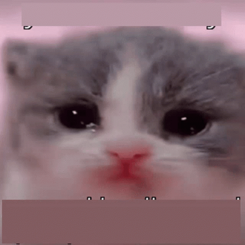Tiny Kitten GIF
