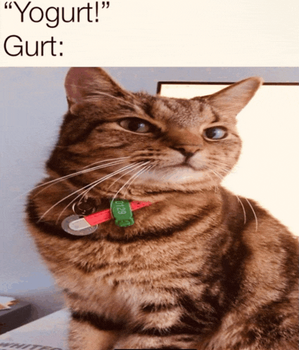 a cat with a green tag that says ' yogurt '
