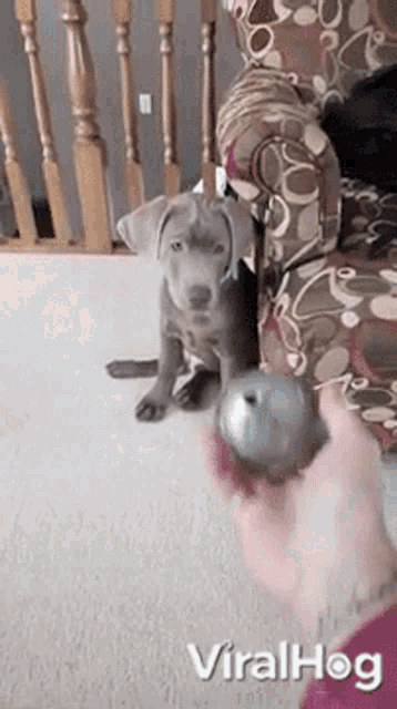 Dog Ball GIF