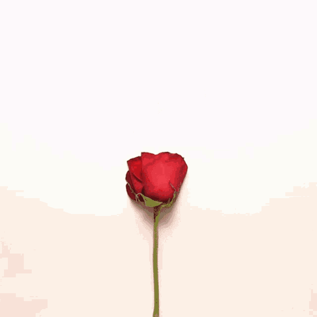 Flower Roses GIF - Flower Roses Rose GIFs